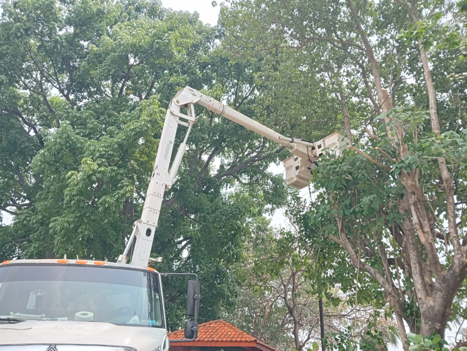 Avanzan trabajos de CFE en comunidades de Macuspana para garantizar energía eléctrica