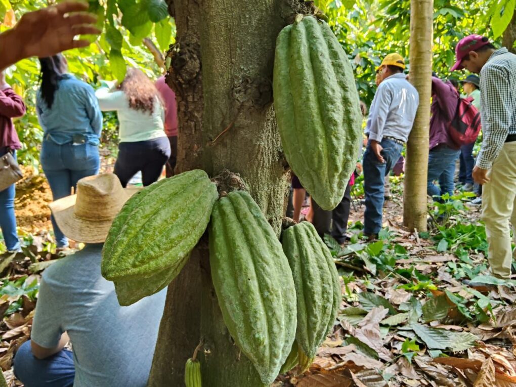Productor de Comalcalco impulsa el orgullo cacaotero tras destacar en la Feria Tabasco 2025