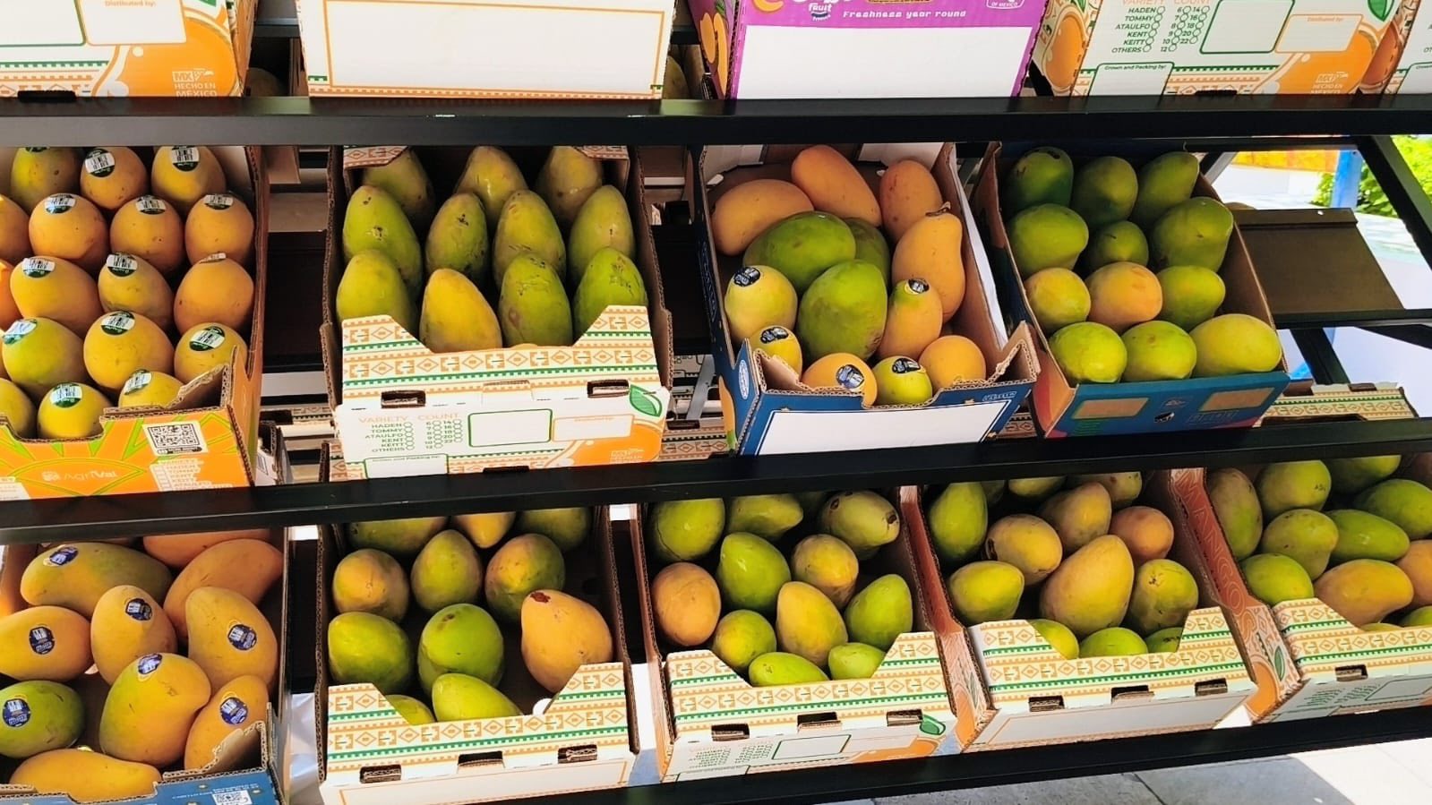 Cambio climático reducirá más del 30 % la producción de mango Ataulfo en el Soconusco Chiapas