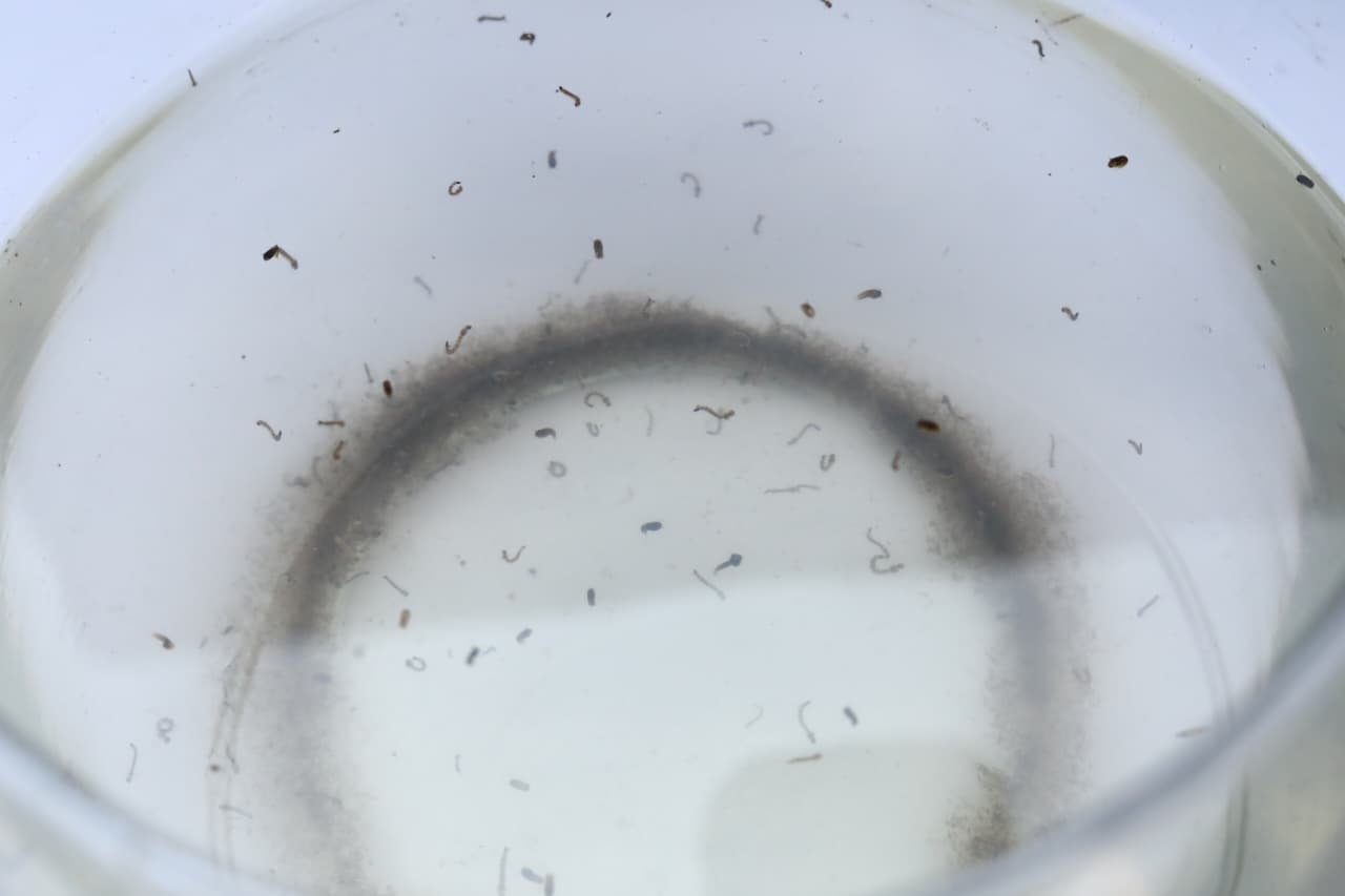 Tabasco lidera incidencia nacional de dengue con 312 casos acumulados en 2026