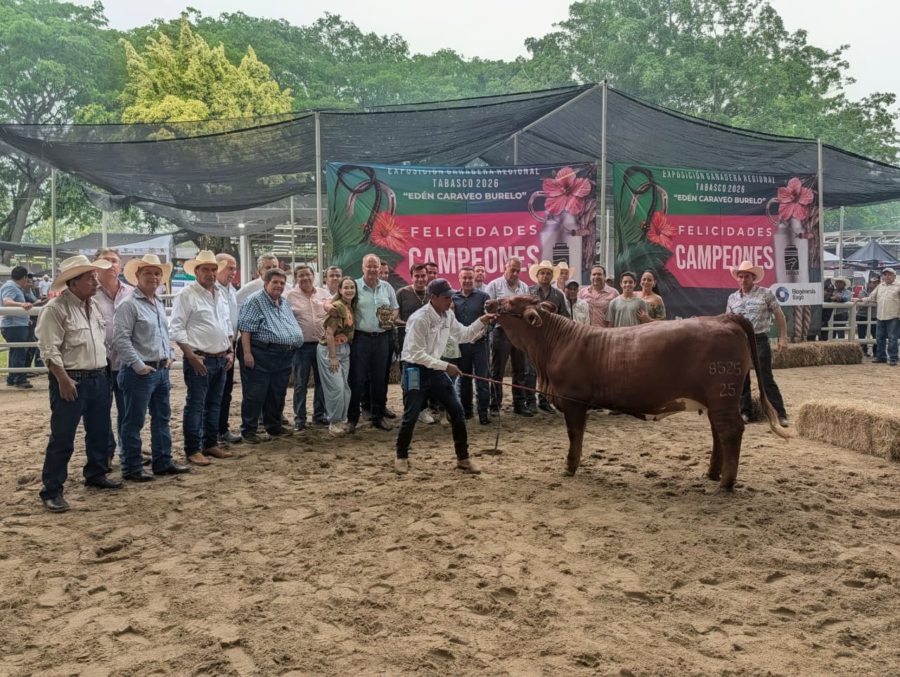 Destacan productores en primer juzgamiento Beefmaster de la Feria Tabasco 2026