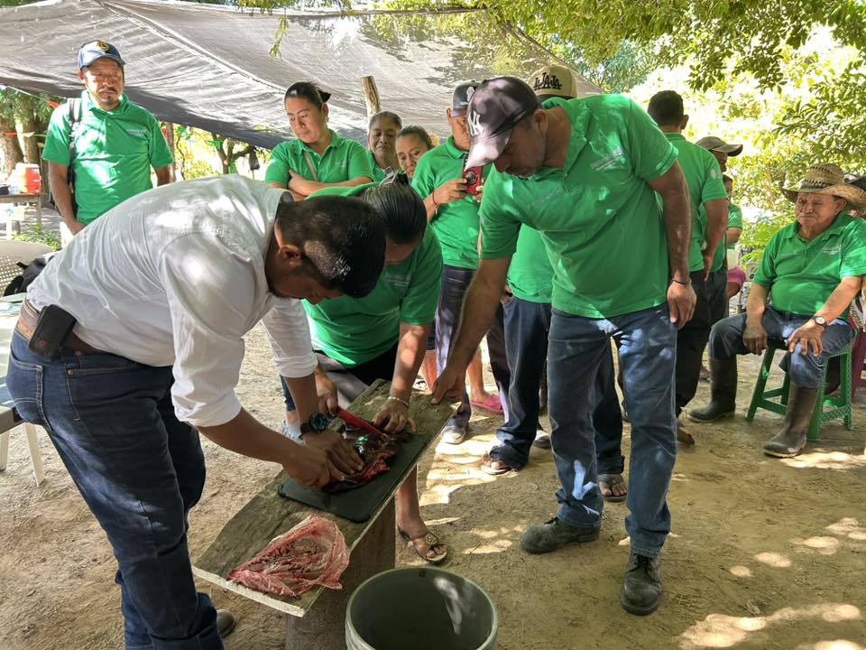 Confirman casos de gusano barrenador en caballos y otras especies en Veracruz