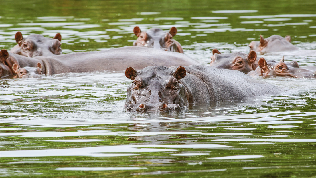 Zoológico de Moscú pide frenar sacrificio de hipopótamos de Pablo Escobar