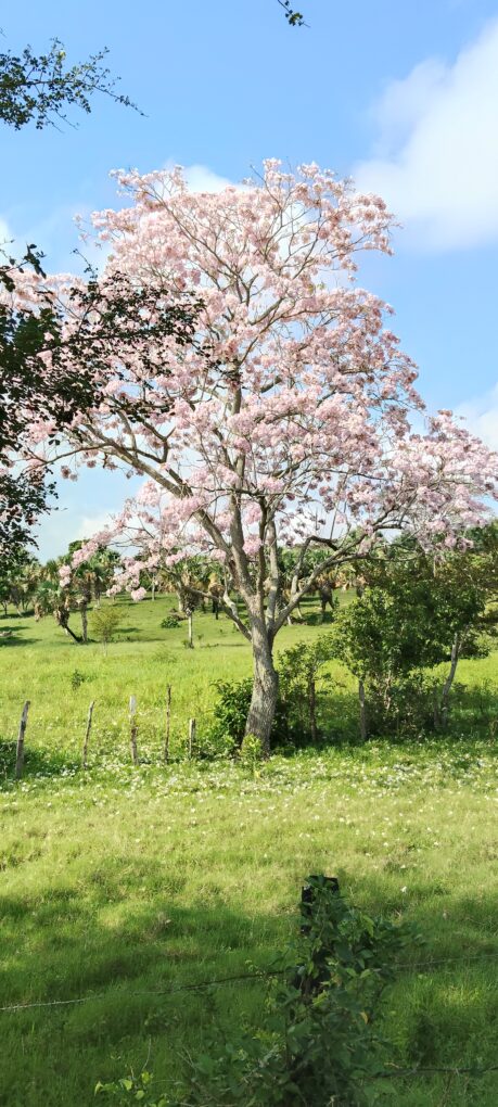 Prevé Protección Civil ambiente caluroso y sin lluvias en Tabasco este día