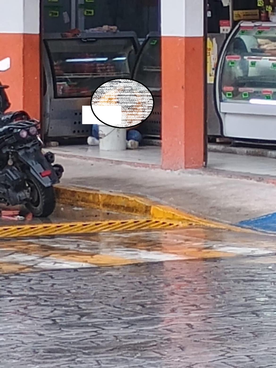 Tragedia en Jalpa de Méndez: intento de asalto deja mujer muerta en la carnicería “Grijalva”…