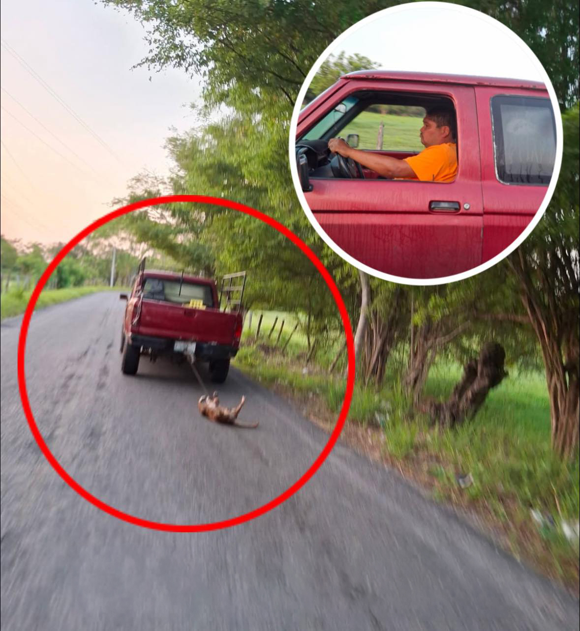 Investiga FGE de Tabasco caso de presunto maltrato animal en Nacajuca