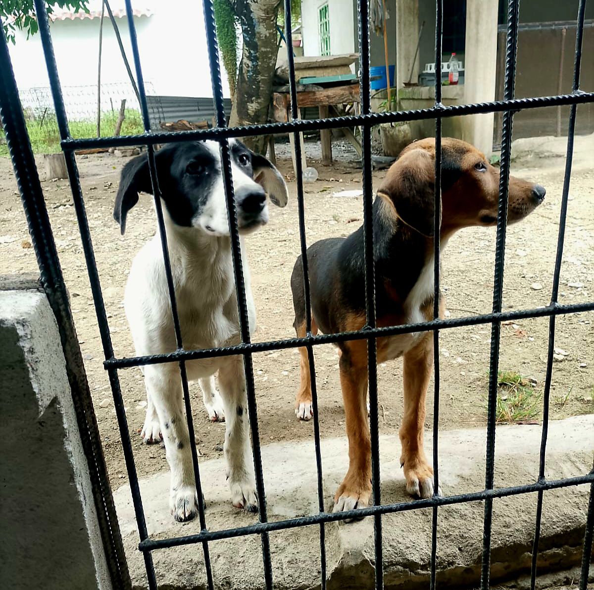 FGE investiga presunto caso de crueldad animal en Jalpa de Méndez