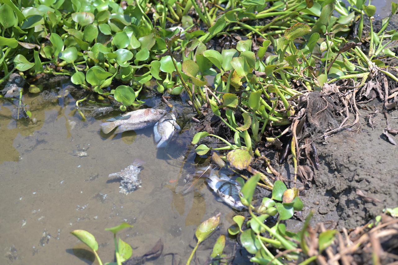 Investigan mortandad de peces en laguna Tarimoya, en Veracruz