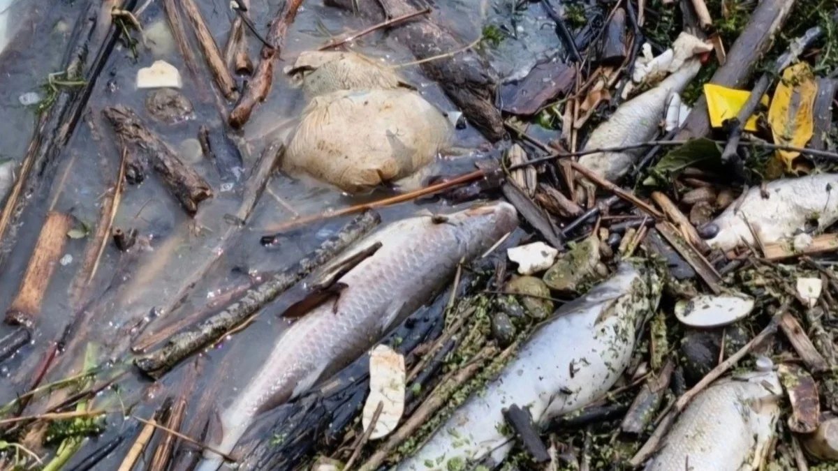 Pemex descarta derrame en el río Cazones Veracruz tras reportes de mortandad de peces