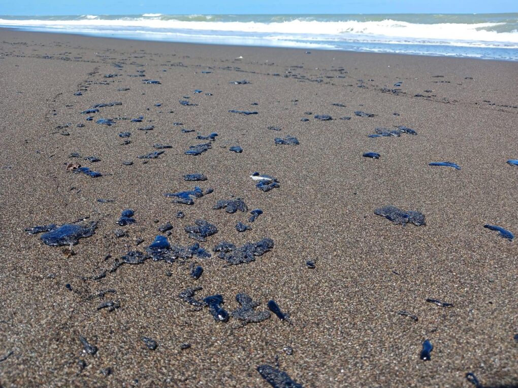 Alerta ambiental en costas de Veracruz por presencia de petróleo; reportan fauna marina muerta