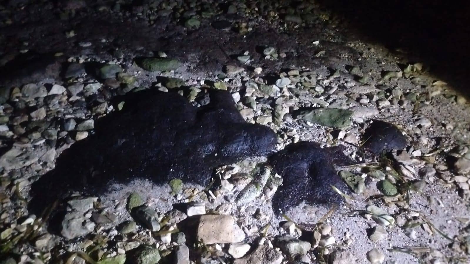 Alertan por derrame de hidrocarburo en zona de anidación de tortugas marinas en Campeche