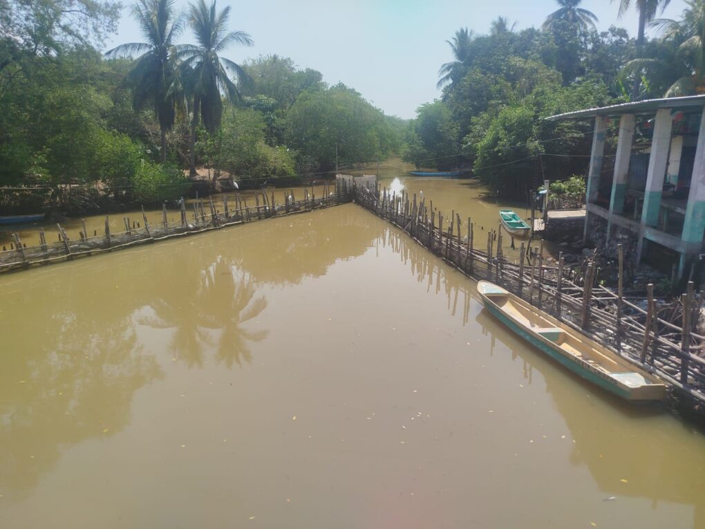 Denuncian mortandad de peces en la Laguna El Cabildo Amatal; alertan posible contaminación ambiental