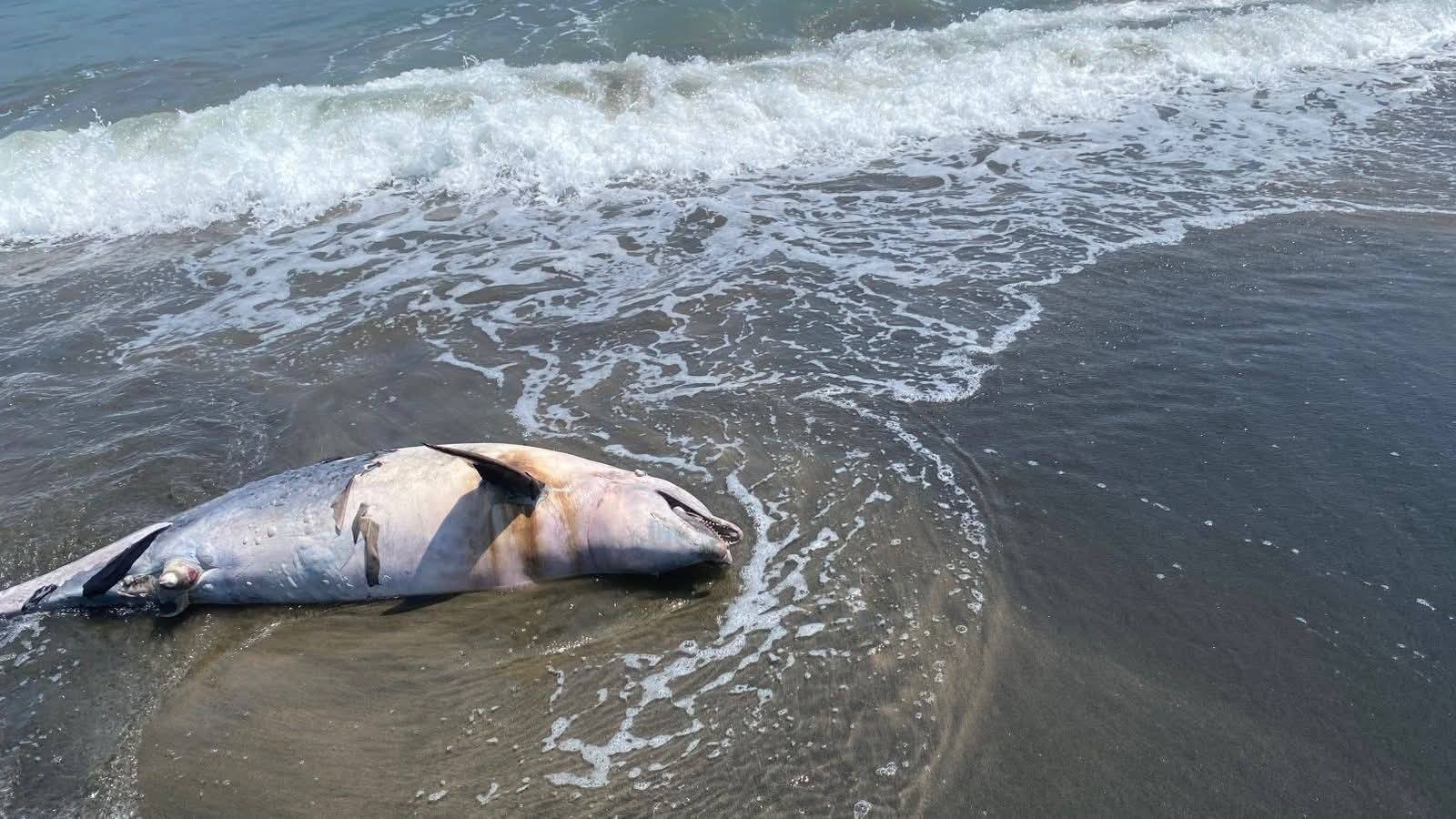 Hallan delfín sin vida en playas de Paraíso, Tabasco