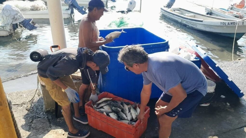 Repunta actividad pesquera en el Golfo de México; detectan presencia atípica de peto por cambio en temperatura del mar